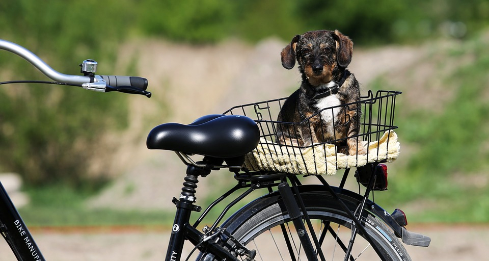 Get Fit All Year Round: Cycling with Your Furry Friend